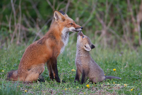 Red Fox with Kit