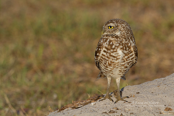 Burrowing Owl