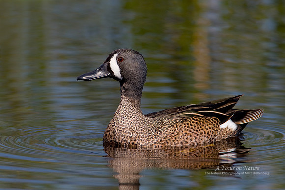 Blue-winged Teal Drake