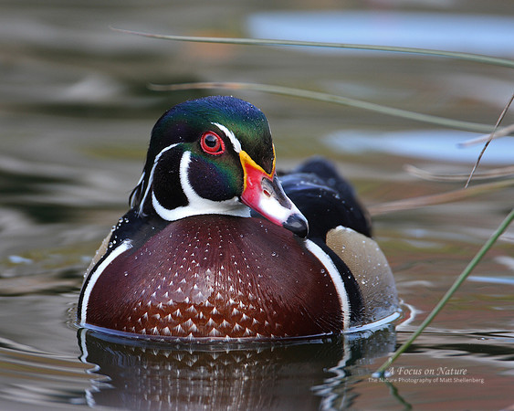 Wood Duck Drake