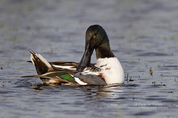 Northern Shoveler Drake
