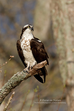 Osprey