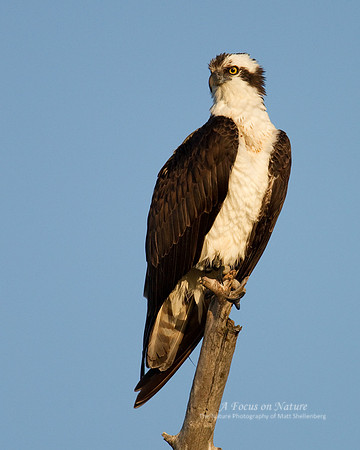 Osprey