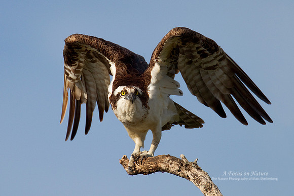 Osprey