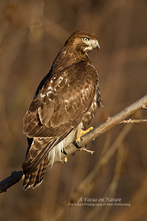 Red-tailed Hawk