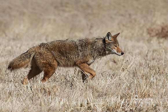 Coyote