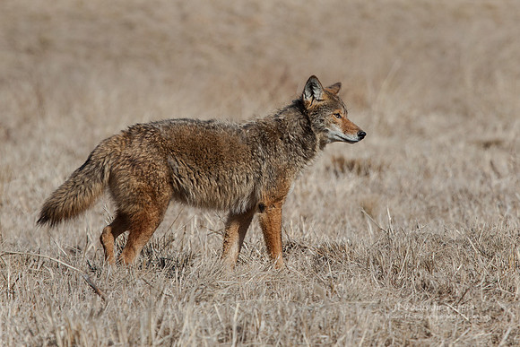 Coyote
