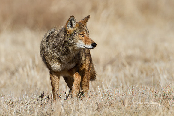 Coyote