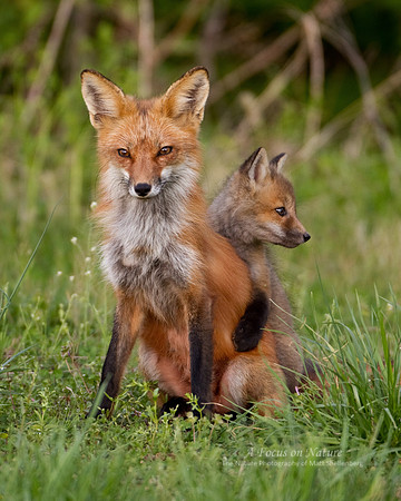 Red Fox with Kit