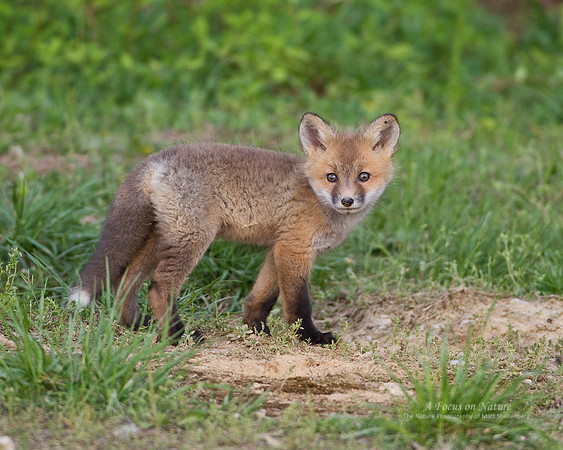 Red Fox Kit