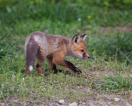 Red Fox Kit