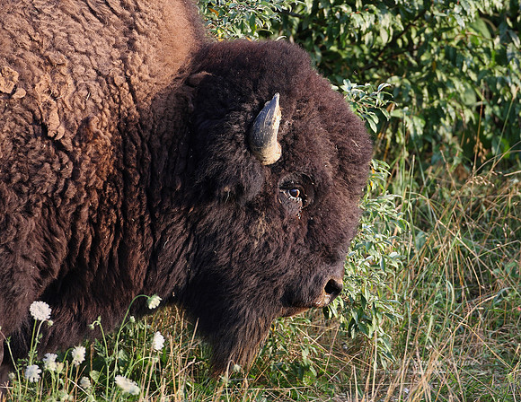 Bison