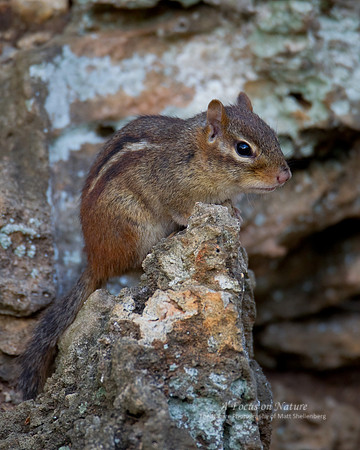 Eastern Chipmunk