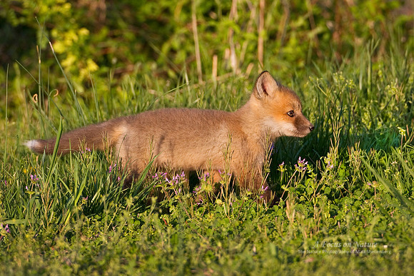 Red Fox Kit