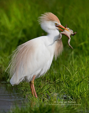 Cattle Egret Eating a Toad