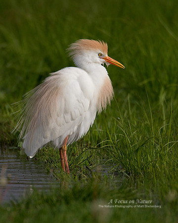Cattle Egret