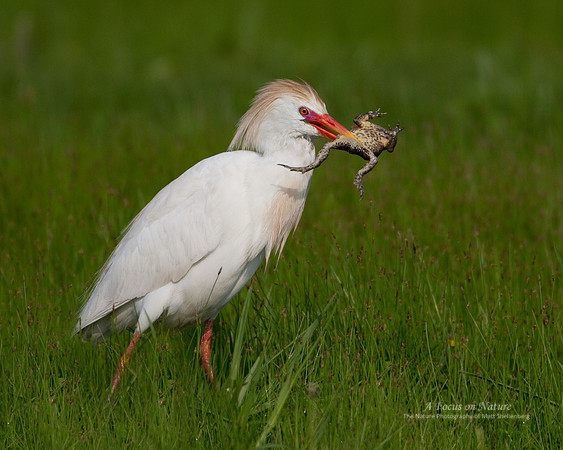 Cattle Egret Eating a Toad