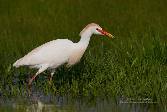 Cattle Egret
