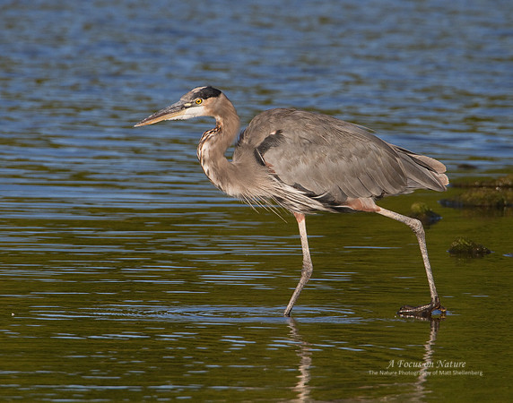 Great Blue Heron