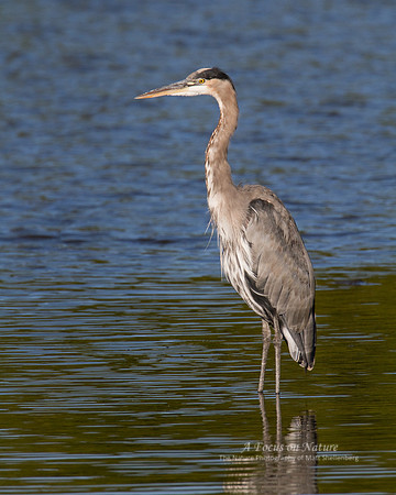 Great Blue Heron