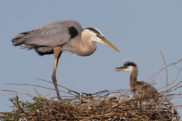 Great Blue Heron with Young