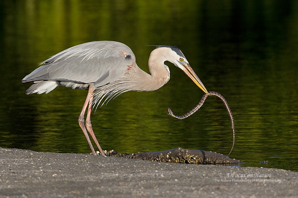Great Blue Heron Eating Snake