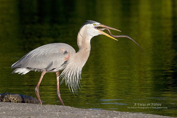 Great Blue Heron Eating Snake