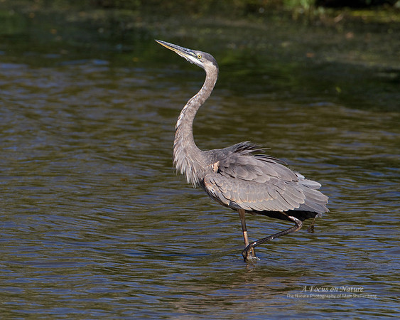 Juvenile Great Blue Heron