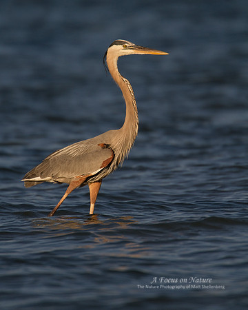 Great Blue Heron