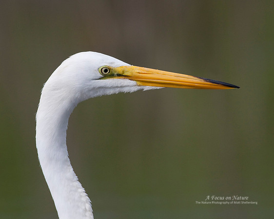 Great Egret