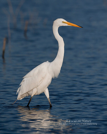 Great Egret