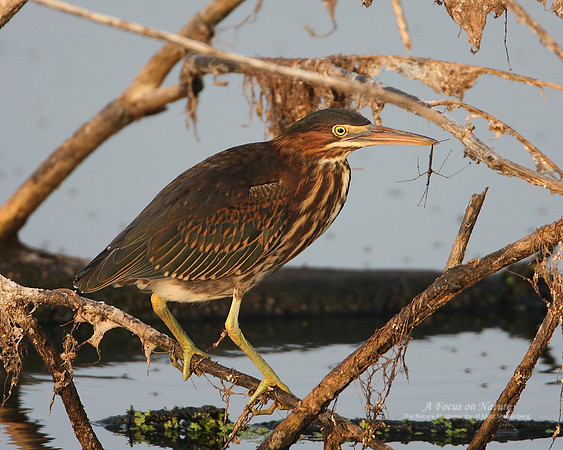 Green Heron