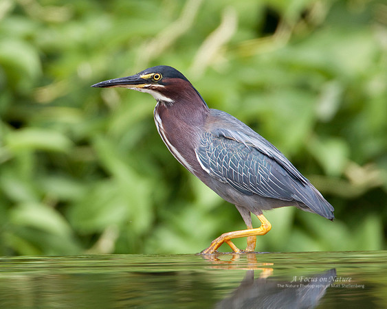 Green Heron