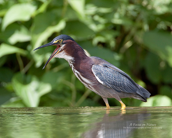 Green Heron