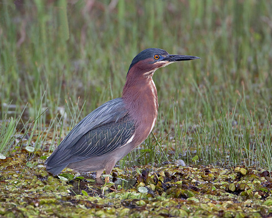 Green Heron