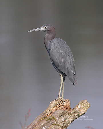Little Blue Heron