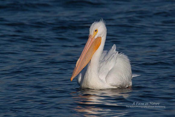 AMERICAN WHITE PELICAN