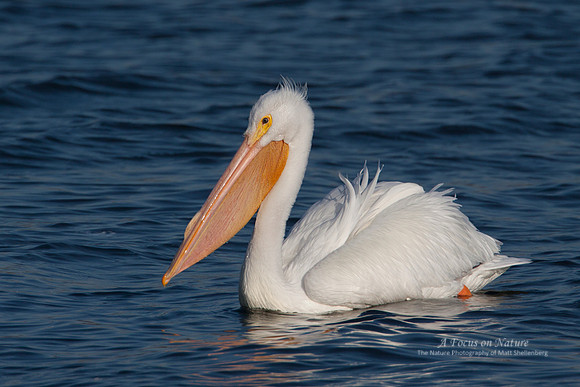 AMERICAN WHITE PELICAN