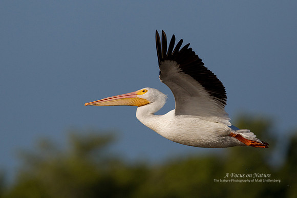 AMERICAN WHITE PELICAN