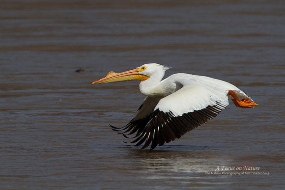 AMERICAN WHITE PELICAN