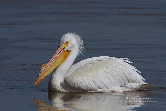 AMERICAN WHITE PELICAN