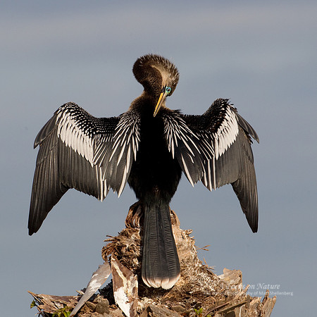 ANHINGA