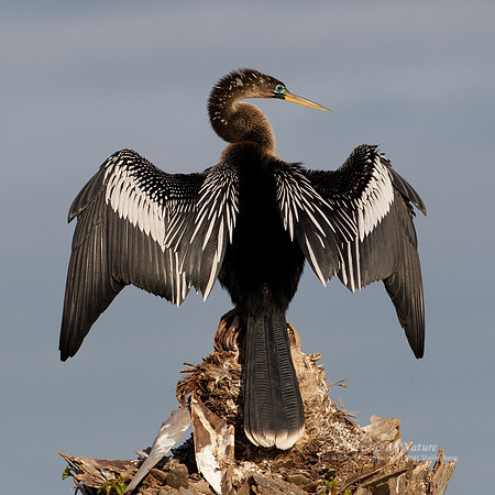ANHINGA
