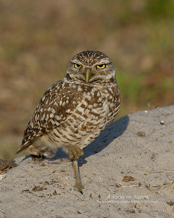 Burrowing Owl