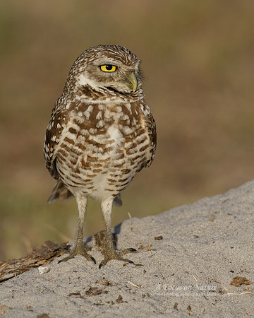 Burrowing Owl