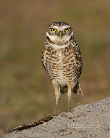 Burrowing Owl