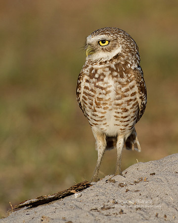 Burrowing Owl