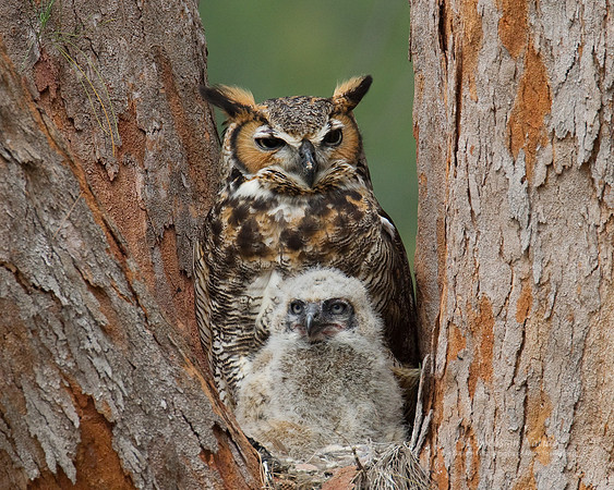 Great Horned Owl