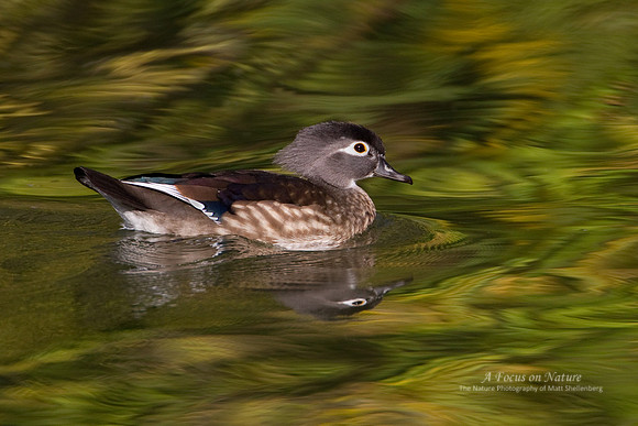 Wood Duck Hen