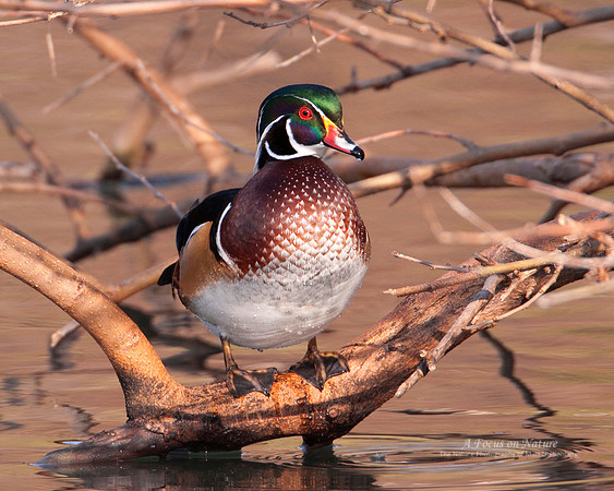 Wood Duck Drake